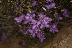 Thysanotus manglesianus