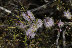 Melaleuca radula