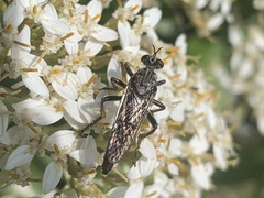 Saropogon