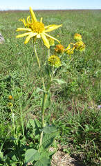 Verbesina helianthoides