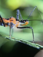 Gminatus