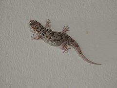 Chondrodactylus turneri