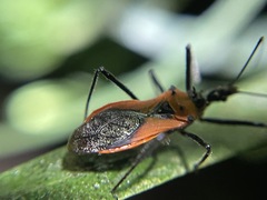 Gminatus