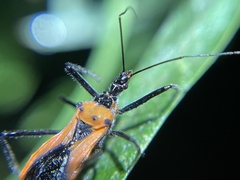 Gminatus