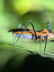 Gminatus
