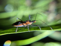 Gminatus