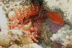 Phlyctenanthus australis