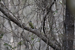 Spizixos semitorques