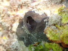 Psammocinia