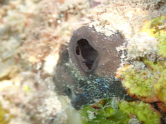 Psammocinia