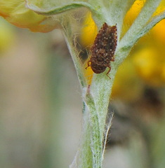 Phlepsius intricatus