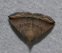 Lysimelia neleusalis