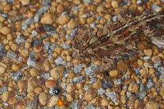 Moloch horridus