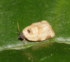 Neocalyptis liratana