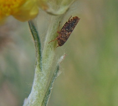 Phlepsius intricatus