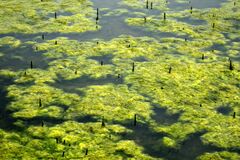 Cladophora rivularis