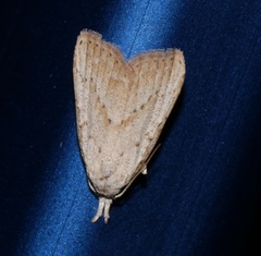 Meganola brunellus