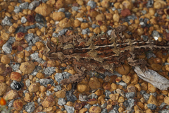 Moloch horridus