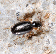 Lebiinae