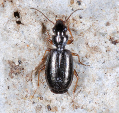 Lebiinae
