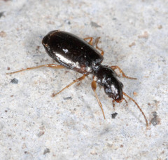 Lebiinae
