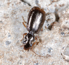 Lebiinae