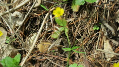 Ranunculus monophyllus