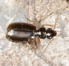 Lebiinae
