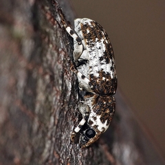 Dendropemon albopictus