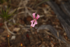 Stylidium androsaceum