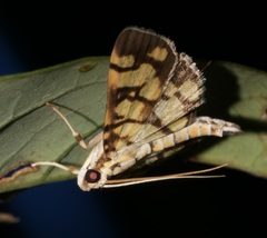 Lygropia distorta