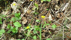 Ranunculus monophyllus