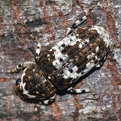 Dendropemon albopictus