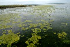 Cladophora rivularis