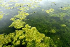 Cladophora rivularis