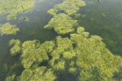 Cladophora rivularis