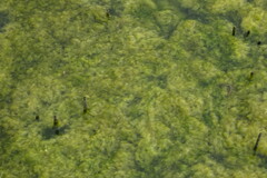 Cladophora rivularis