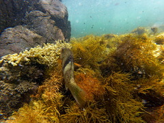 Notolabrus tetricus