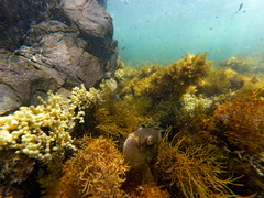 Notolabrus tetricus