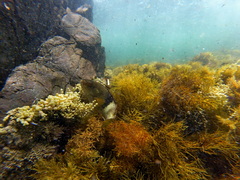 Notolabrus tetricus