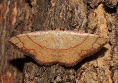 Pylargosceles steganioides