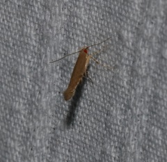 Pyroderces