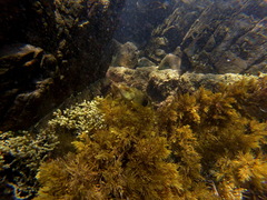 Notolabrus tetricus