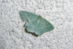 Chlorissa cloraria