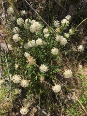 Pimelea linifolia
