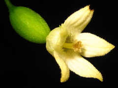 Zehneria japonica