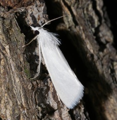 Scirpophaga