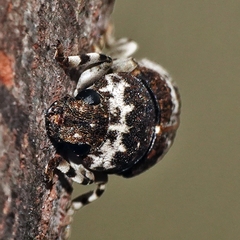 Dendropemon albopictus