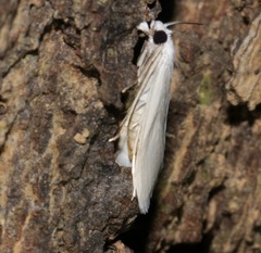 Scirpophaga