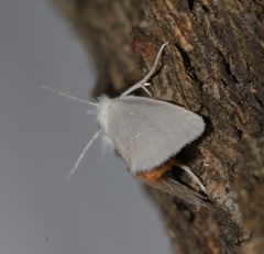 Scirpophaga